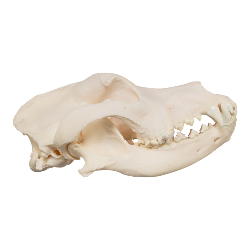 Real Domestic Dog Skull - Great Dane