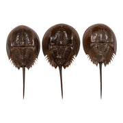 Real Horseshoe Crab Molt