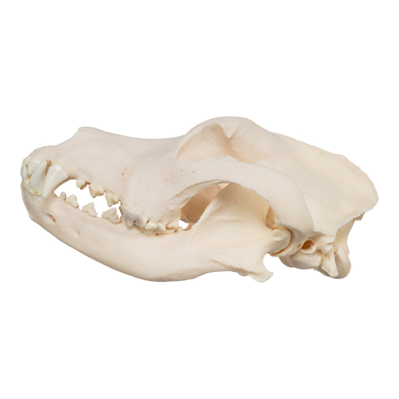 Real Domestic Dog Skull - Great Dane