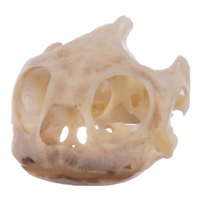 Real River Cooter Skull