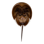 Real Horseshoe Crab Molt