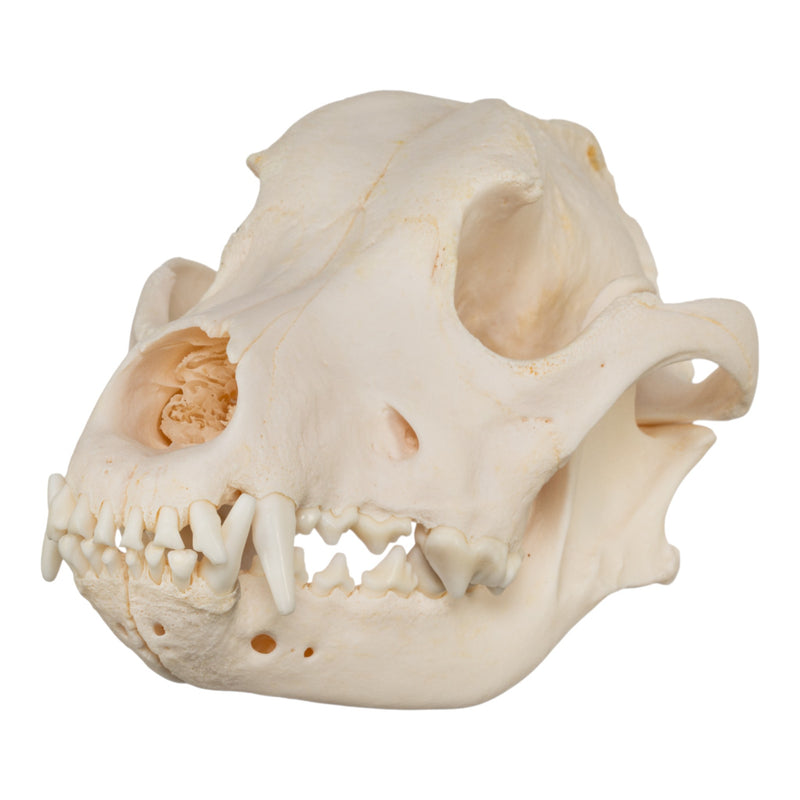 Real Domestic Dog Skull - Rottweiler