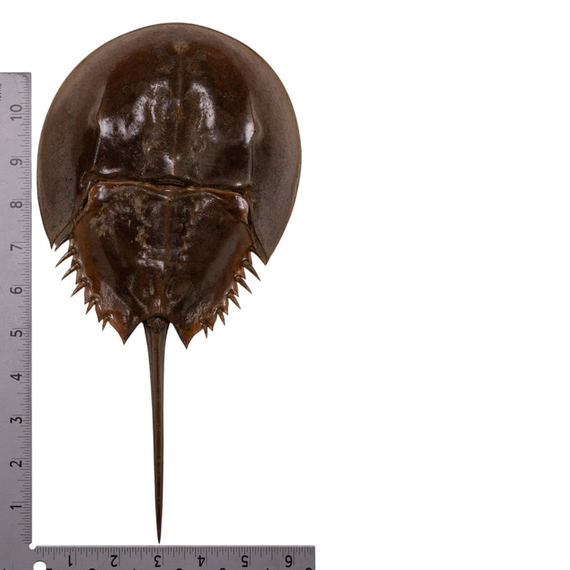 Real Horseshoe Crab Molt