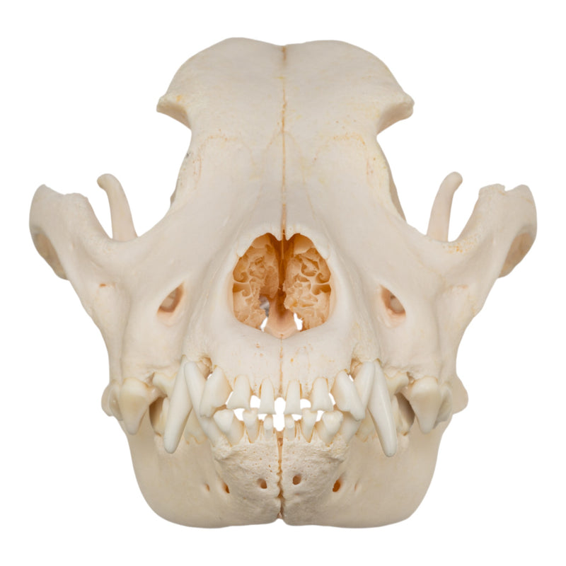 Real Domestic Dog Skull - Rottweiler