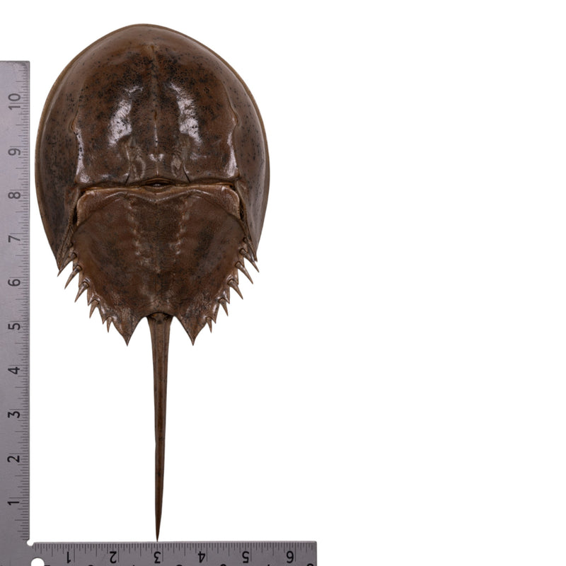 Real Horseshoe Crab Molt