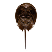 Real Horseshoe Crab Molt