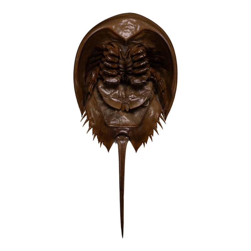 Real Horseshoe Crab Molt