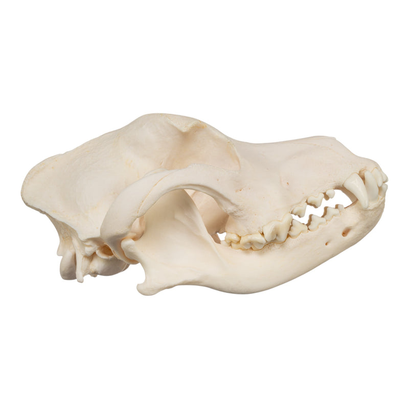 Real Domestic Dog Skull - Rottweiler