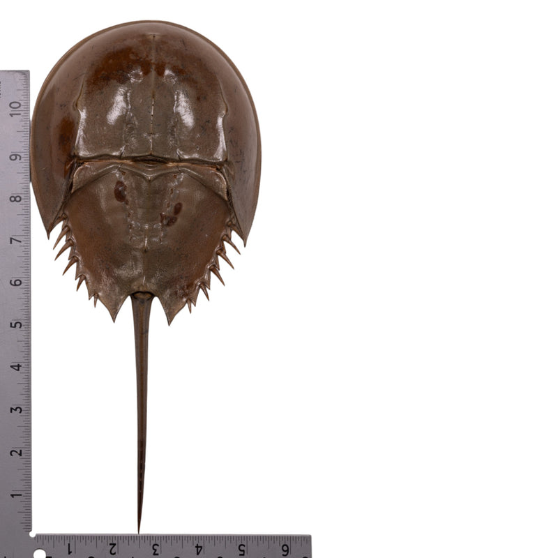 Real Horseshoe Crab Molt