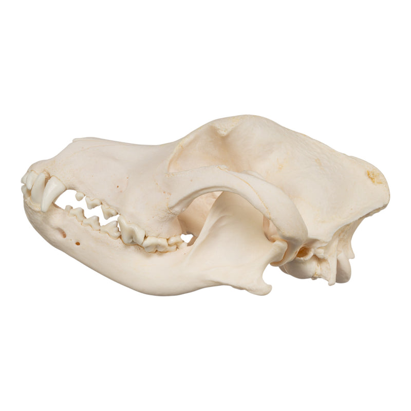 Real Domestic Dog Skull - Rottweiler