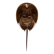 Real Horseshoe Crab Molt