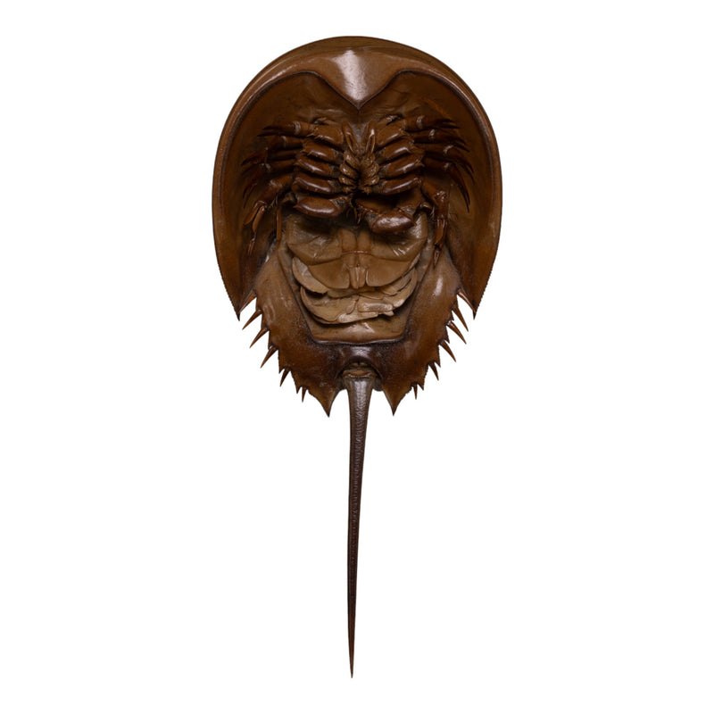 Real Horseshoe Crab Molt