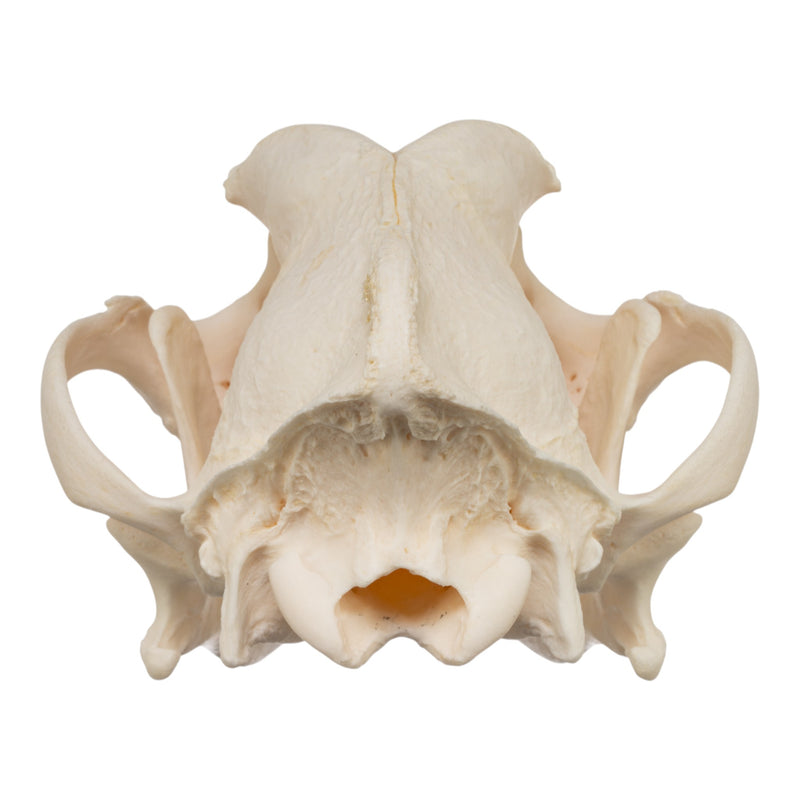 Real Domestic Dog Skull - Rottweiler