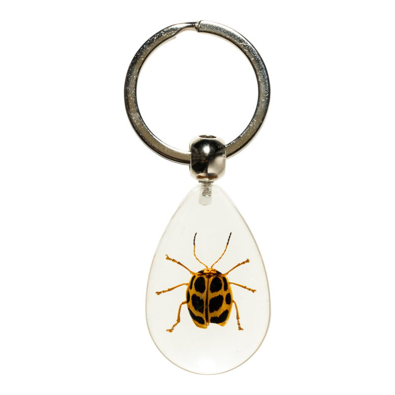 Real Spotted Leaf Beetle Acrylic Keychain