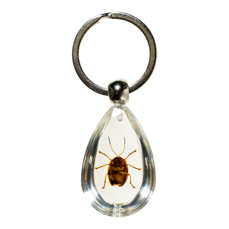 Real Spotted Leaf Beetle Acrylic Keychain