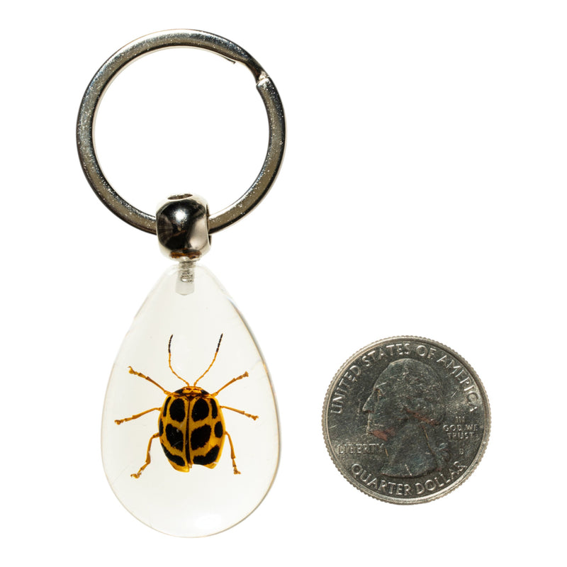 Real Spotted Leaf Beetle Acrylic Keychain