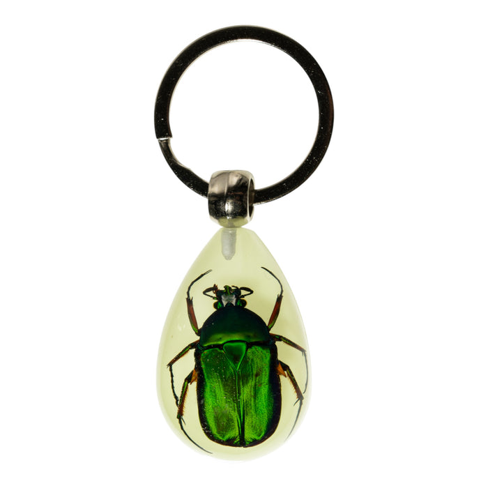 Real Rutelian Beetle in Acrylic Keychain