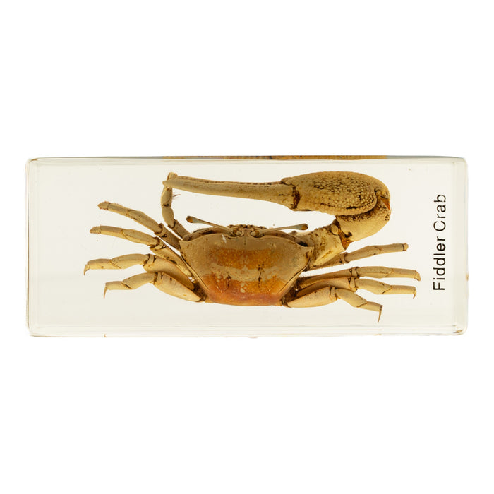 Real Fiddler Crab in Acrylic Paperweight