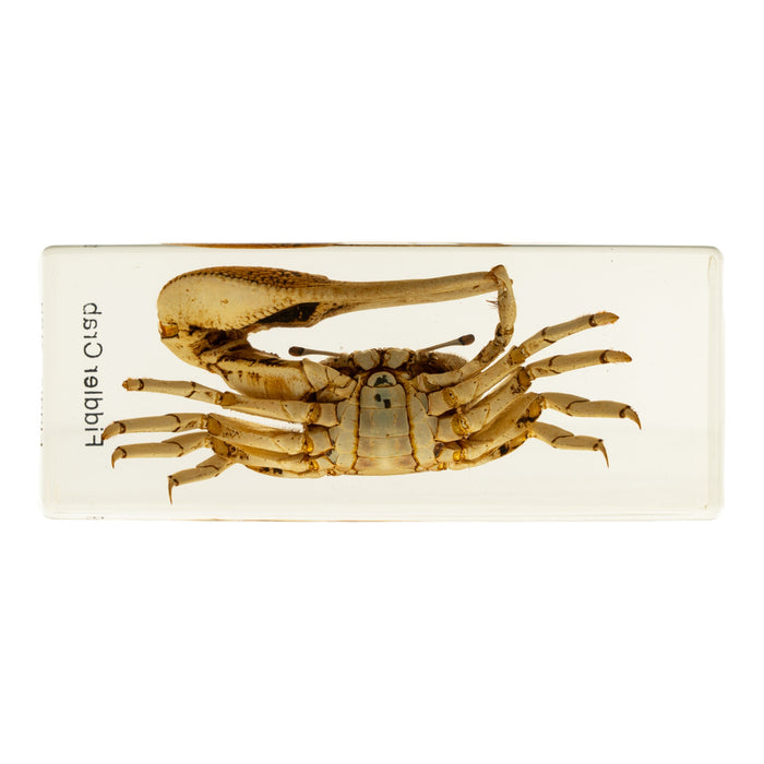 Real Fiddler Crab in Acrylic Paperweight