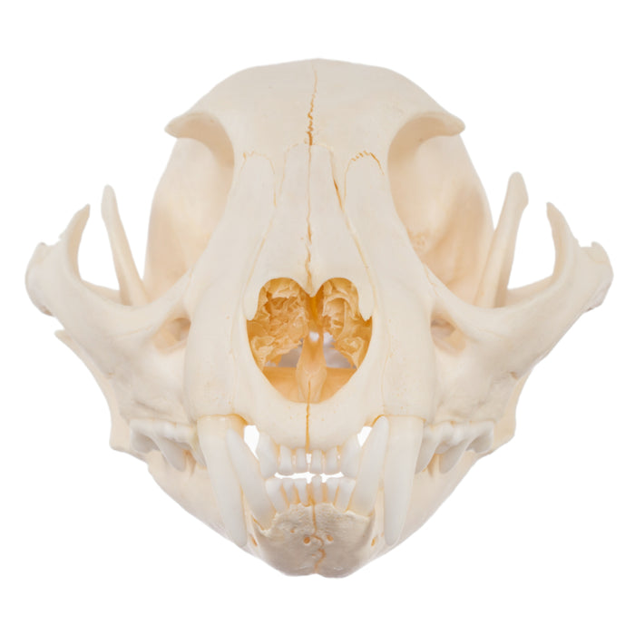 Real Caracal Skull