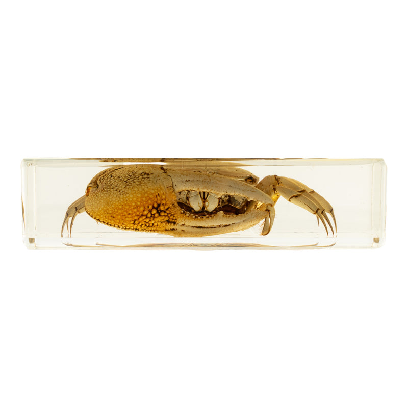Real Fiddler Crab in Acrylic Paperweight