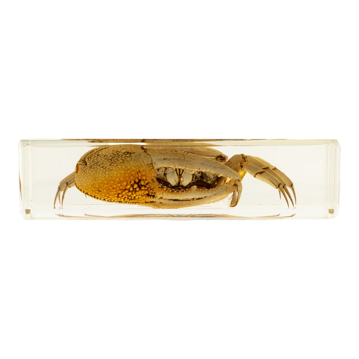 Real Fiddler Crab in Acrylic Paperweight
