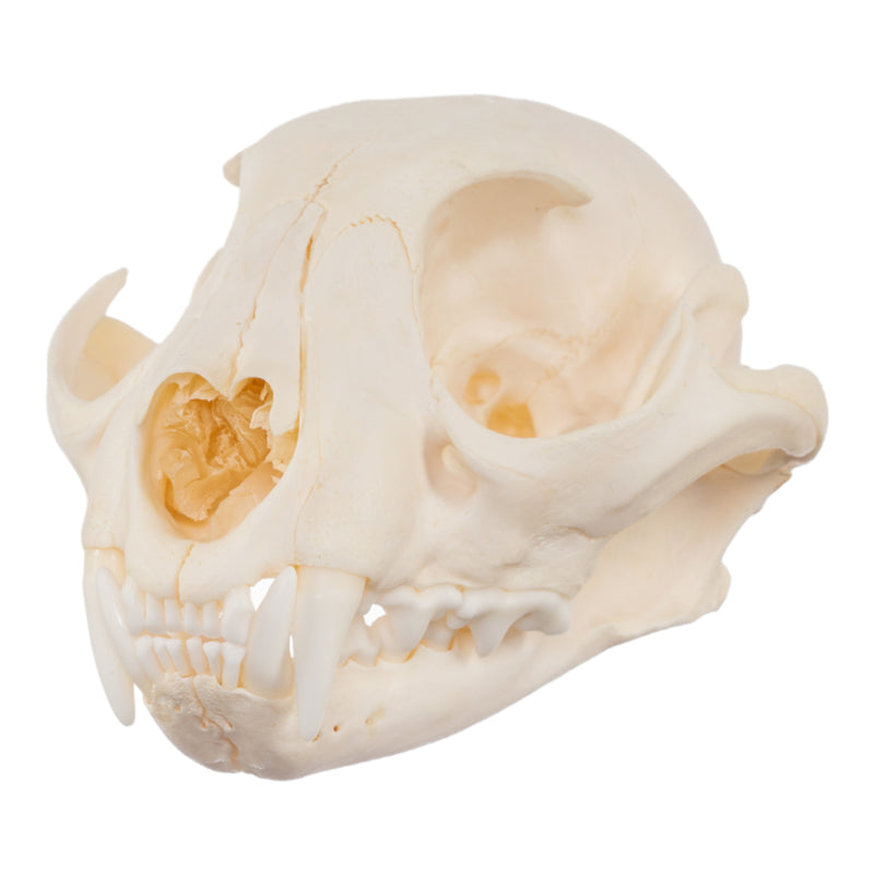 Real Caracal Skull