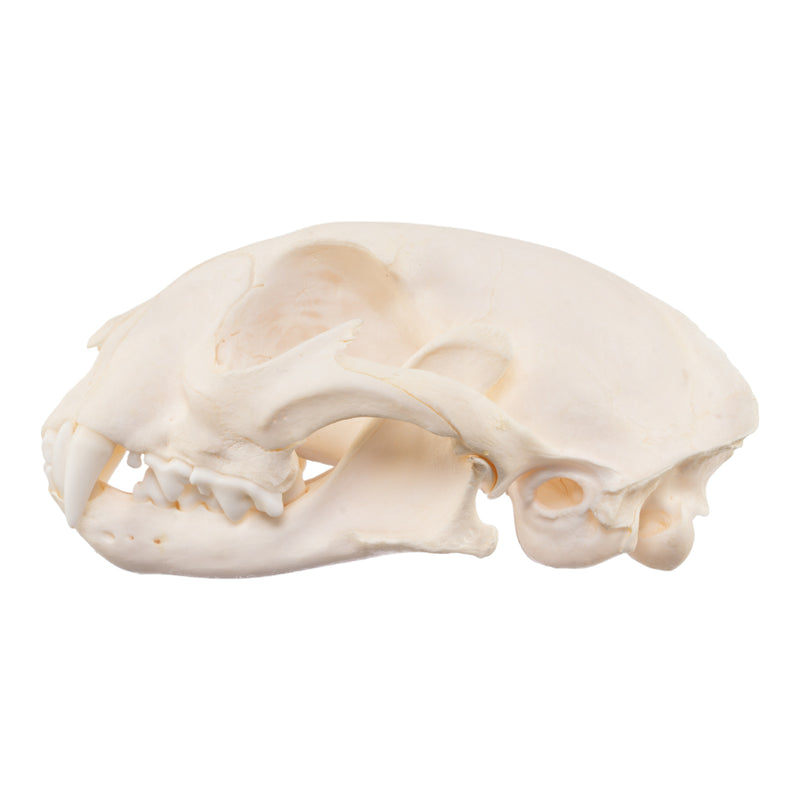 Real Caracal Skull