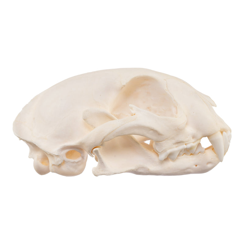 Real Caracal Skull