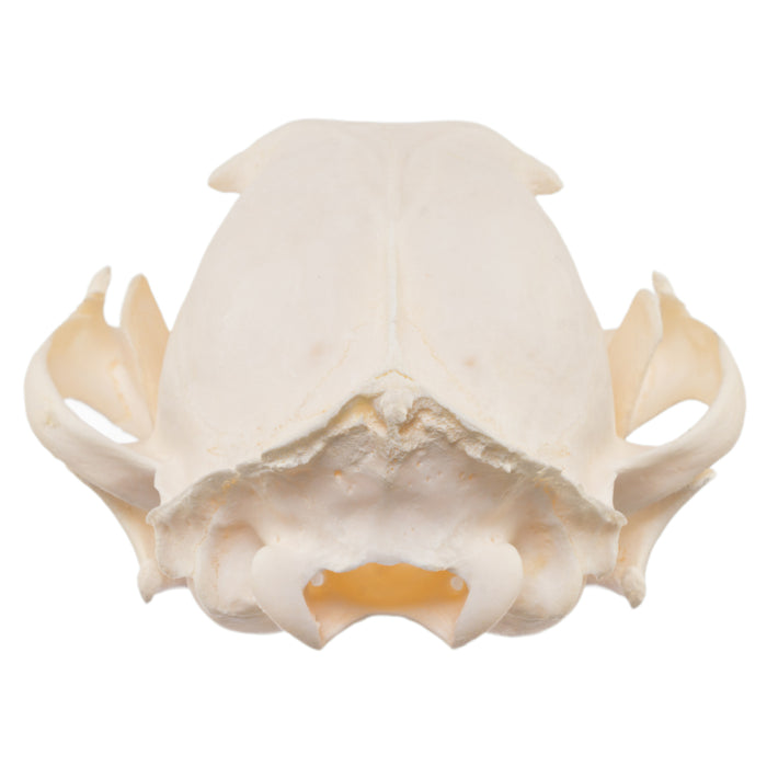 Real Caracal Skull