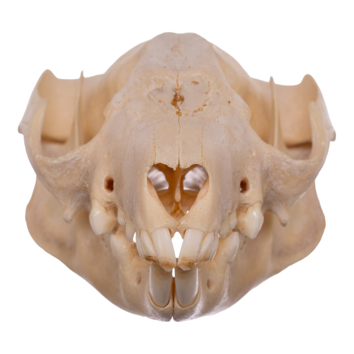 Real Brushtail Possum Skull — Skulls Unlimited International, Inc.