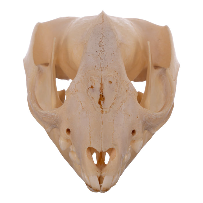 Real Brushtail Possum Skull — Skulls Unlimited International, Inc.