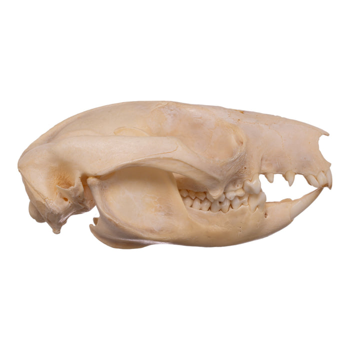 Real Brushtail Possum Skull — Skulls Unlimited International, Inc.