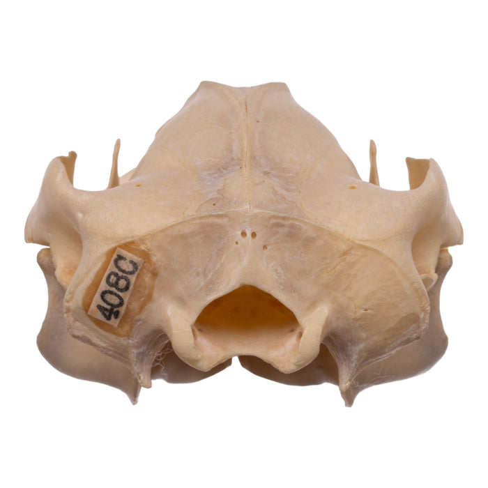 Real Brushtail Possum Skull — Skulls Unlimited International, Inc.