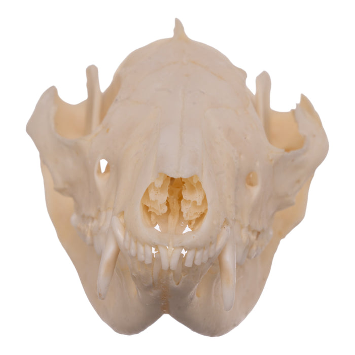 Real Opossum Skull - Pathology