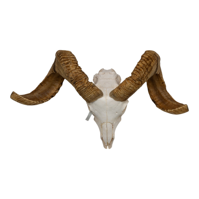 Real Merino Ram Skull