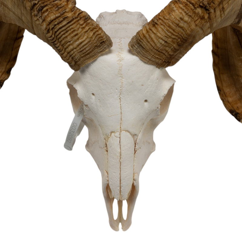 Real Merino Ram Skull