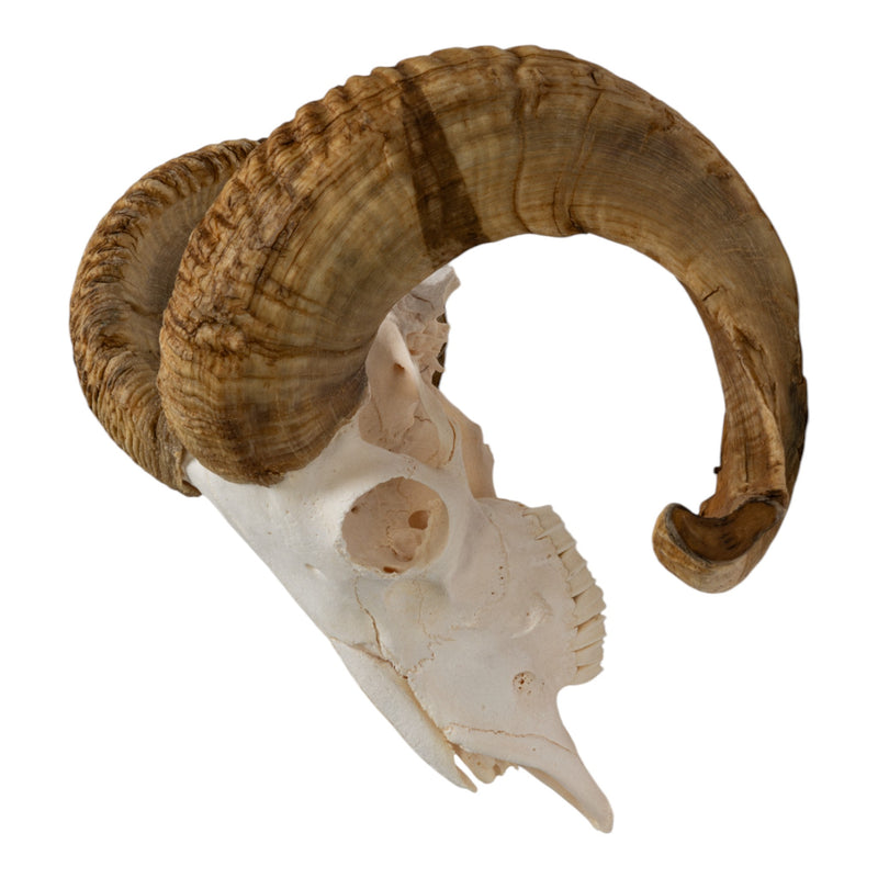 Real Merino Ram Skull