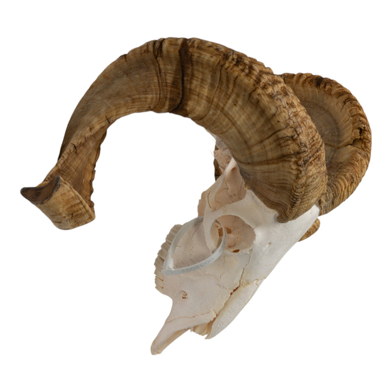 Real Merino Ram Skull