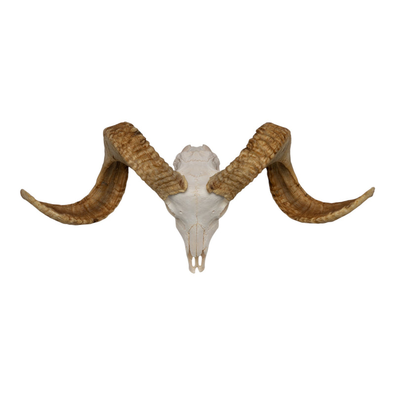 Real Merino Ram Skull