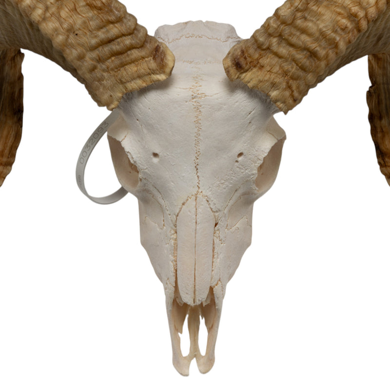 Real Merino Ram Skull