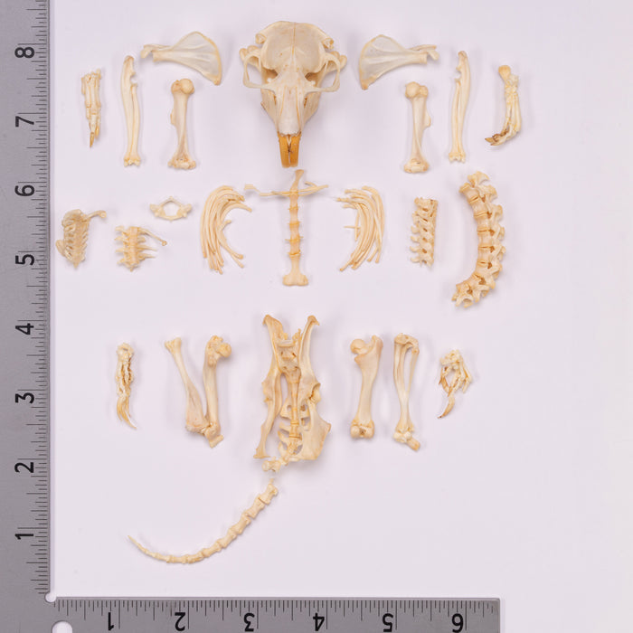 Real Camas Pocket Gopher Skeleton - Disarticulated