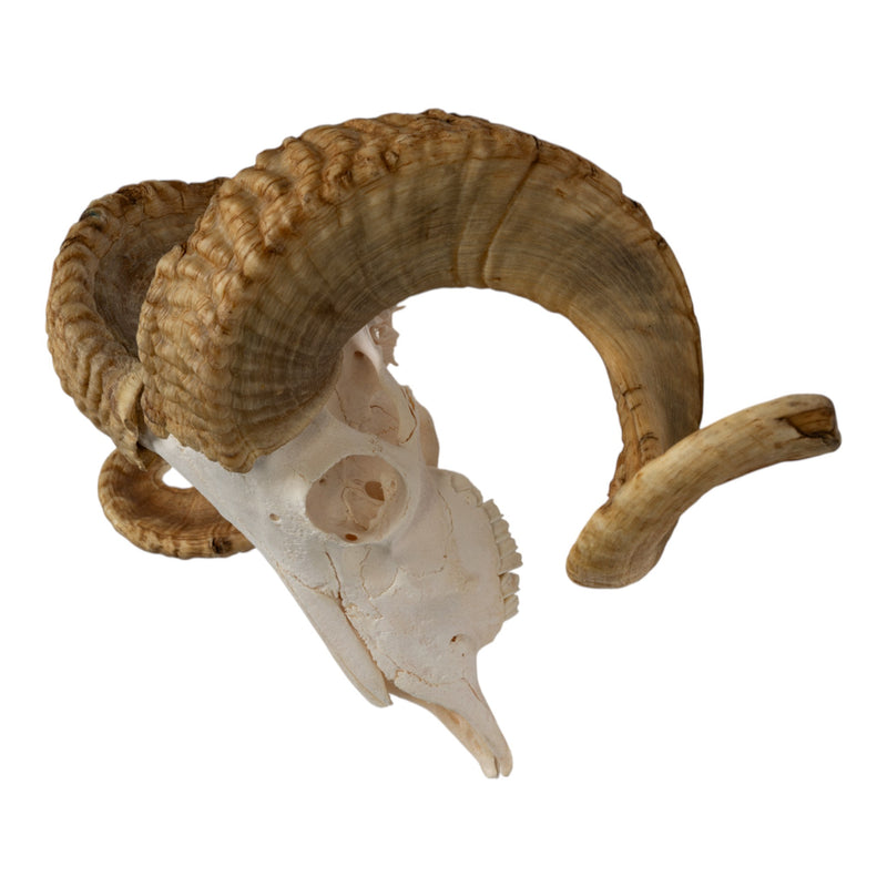 Real Merino Ram Skull