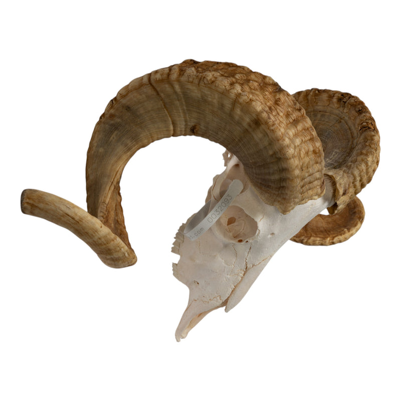Real Merino Ram Skull