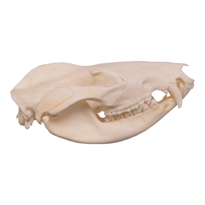 Real Opossum Skull - Pathology