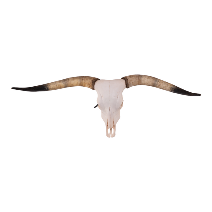 Real Longhorn Skull - Premium Quality