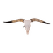 Real Longhorn Skull - Premium Quality