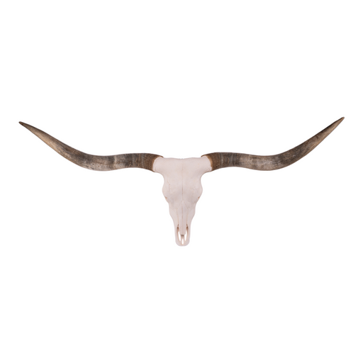 Real Longhorn Skull - Premium Quality