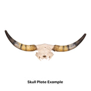 Real Longhorn Skull Plate - Limited Quantity
