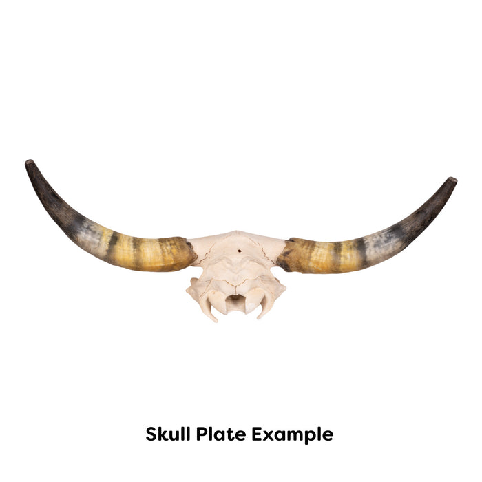 Real Longhorn Skull - Limited Quantity